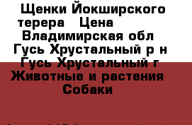 Щенки Йокширского терера › Цена ­ 12 000 - Владимирская обл., Гусь-Хрустальный р-н, Гусь-Хрустальный г. Животные и растения » Собаки   